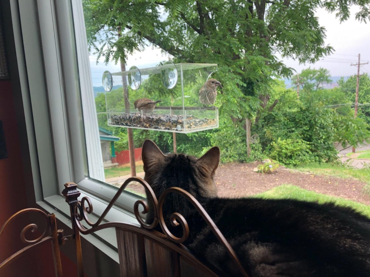 An indoor cat watching birds at a window feeder