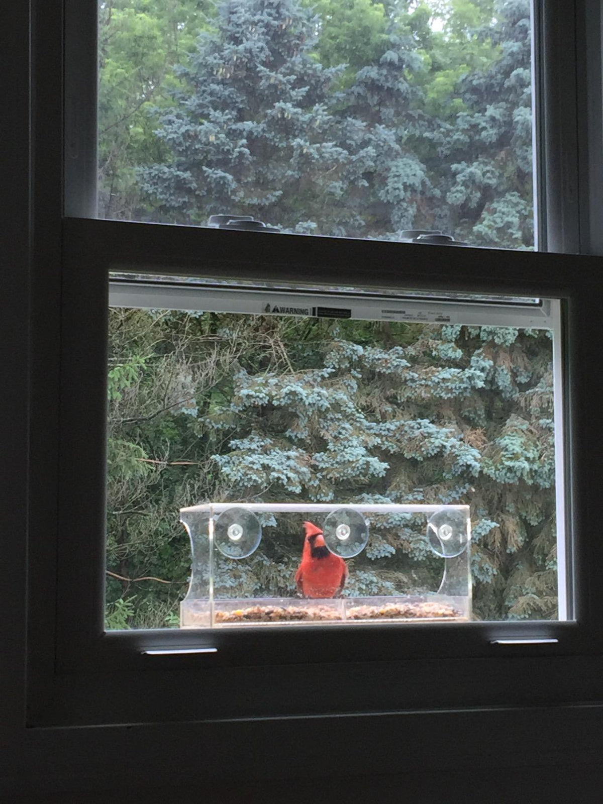A bird visiting a window feeder