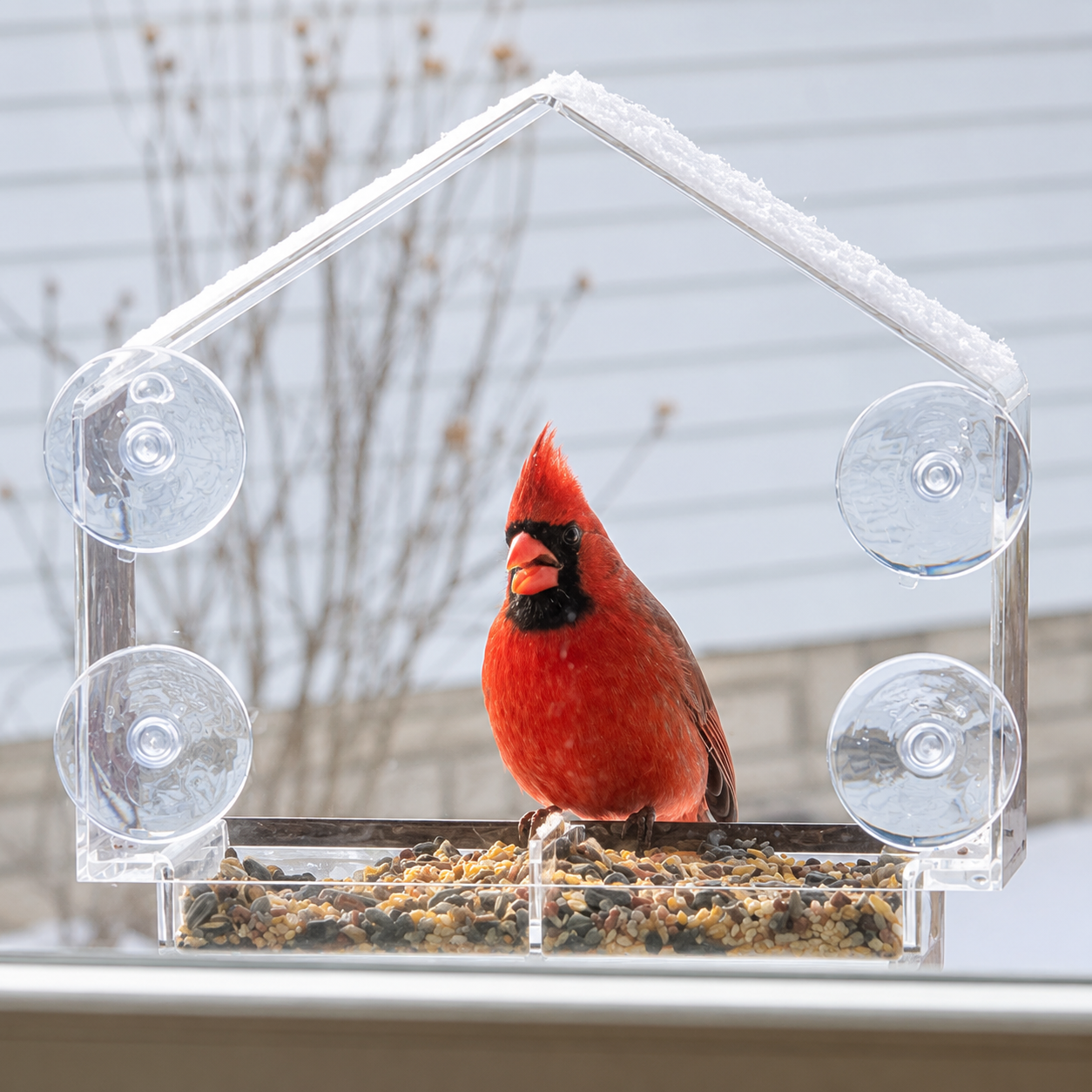 The Cat TV Starter Kit