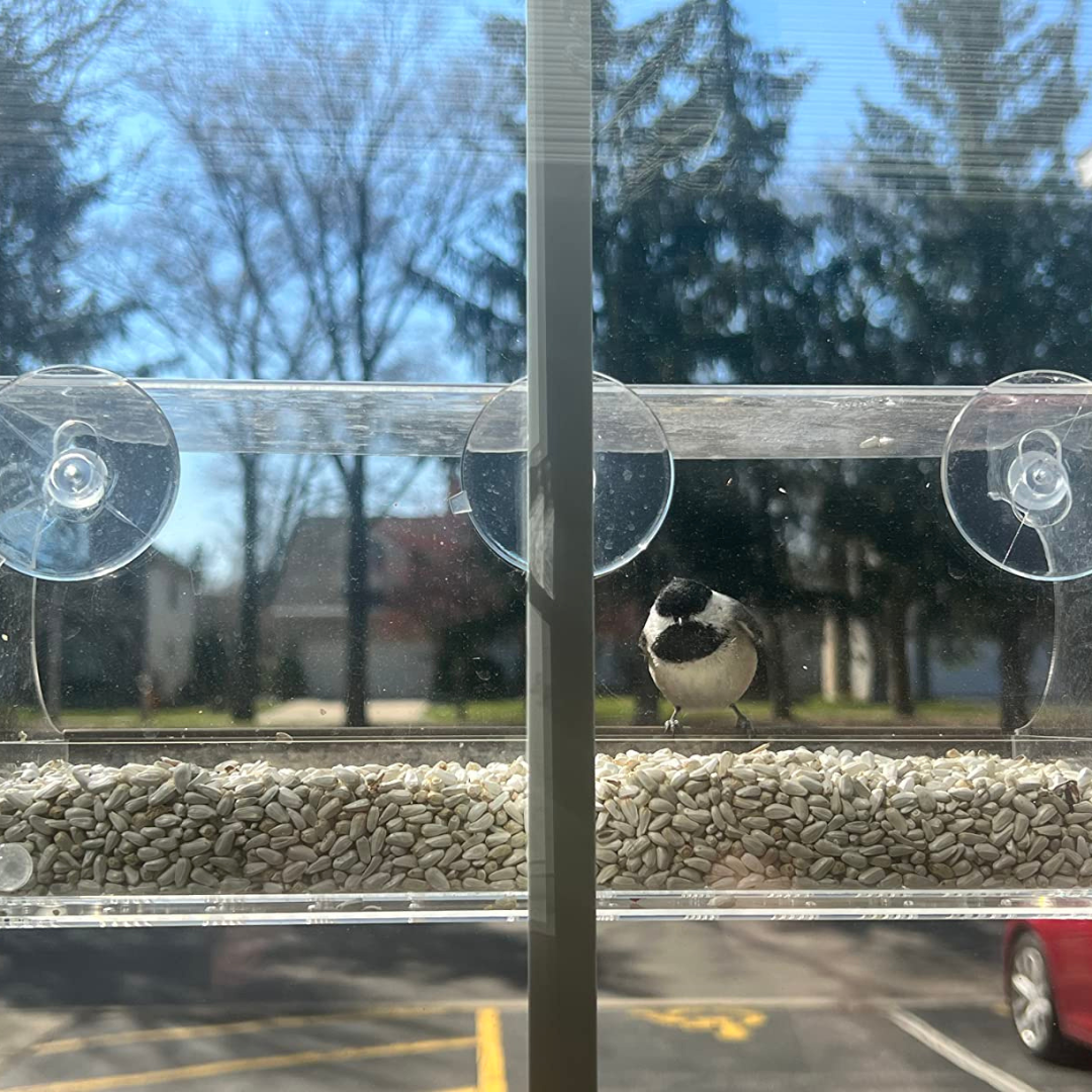 A bird visiting a window feeder