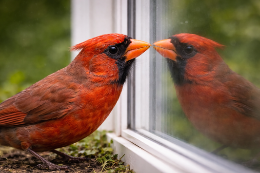 Why Birds Peck at Windows (And How to Stop It Safely)