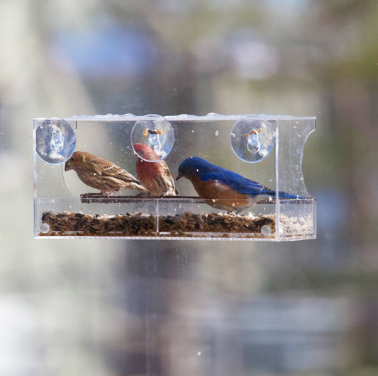 How to Attract More Birds to Your Window Bird Feeder: The Complete Guide (2025)