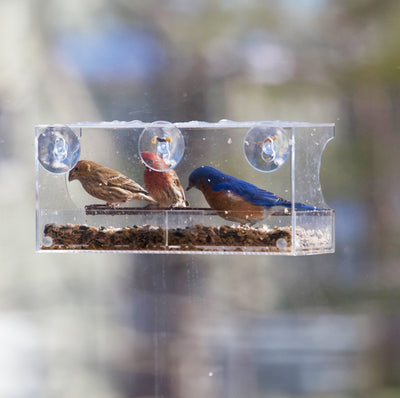 How to Attract More Birds to Your Window Bird Feeder: The Complete Guide (2025)