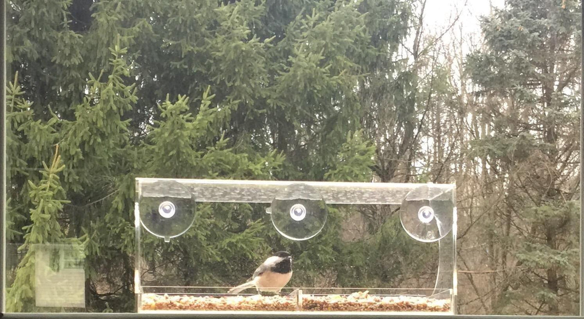 Mounting the feeder, filling it with seed, and birds visiting