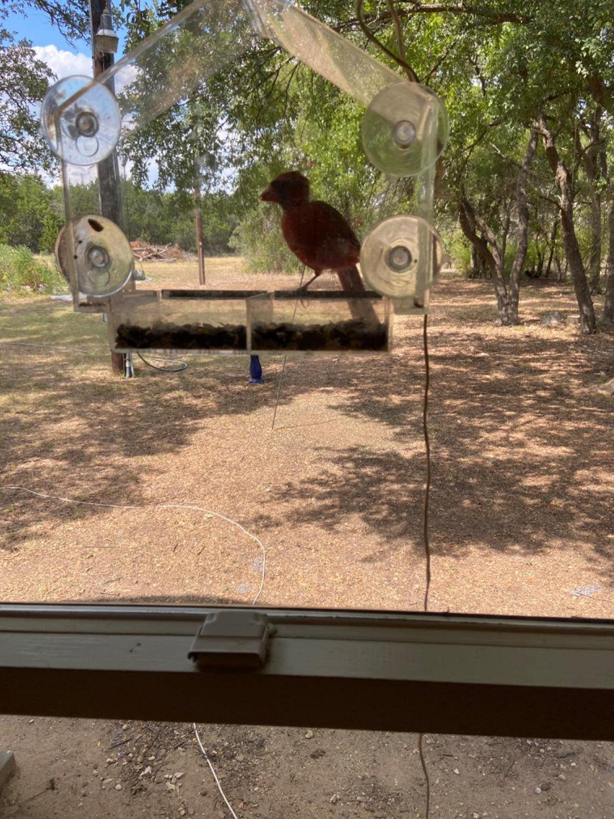 Photo shared with Amazon Customer’s feeder review