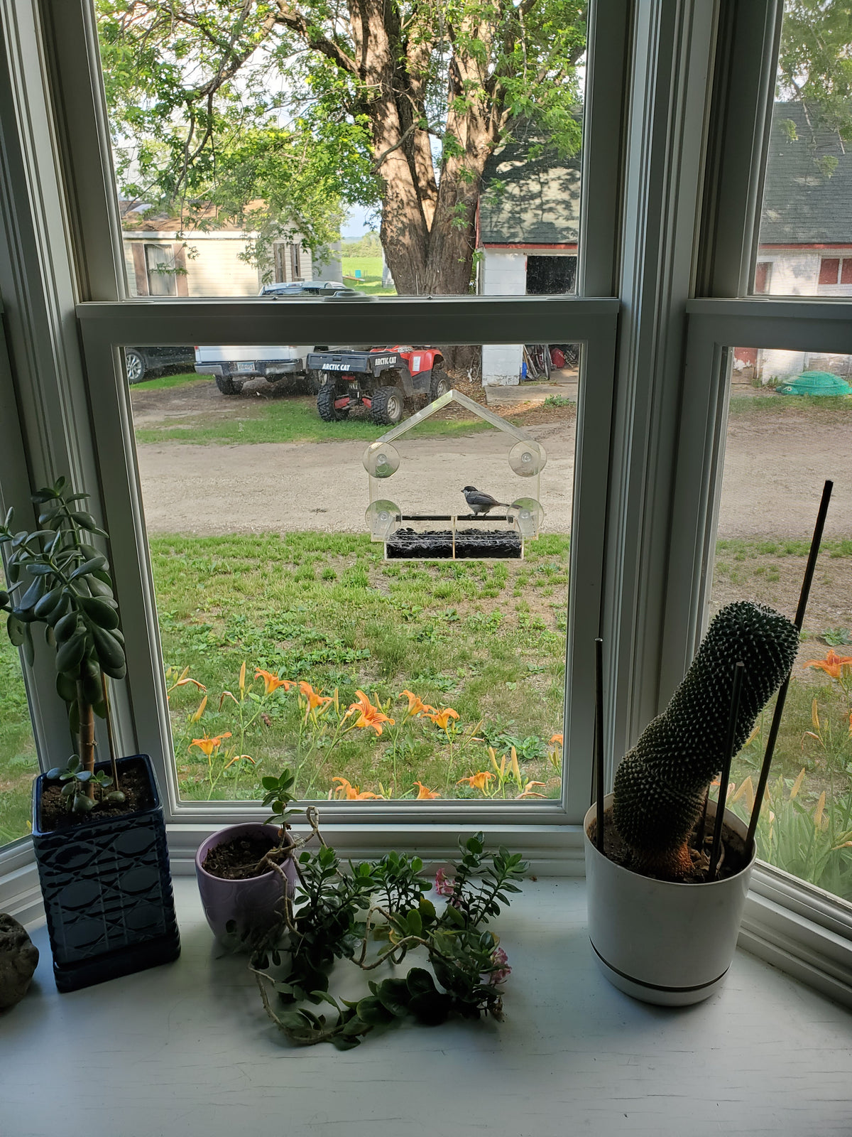 Titmouse visiting a House feeder mounted outside a window