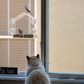 The Cat TV Starter Kit