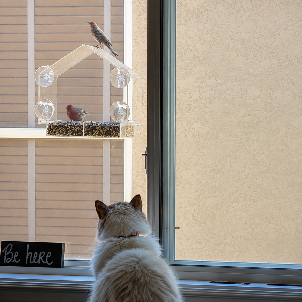 The Cat TV Starter Kit