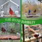 House Window Bird Feeder with Strong Suction Cups