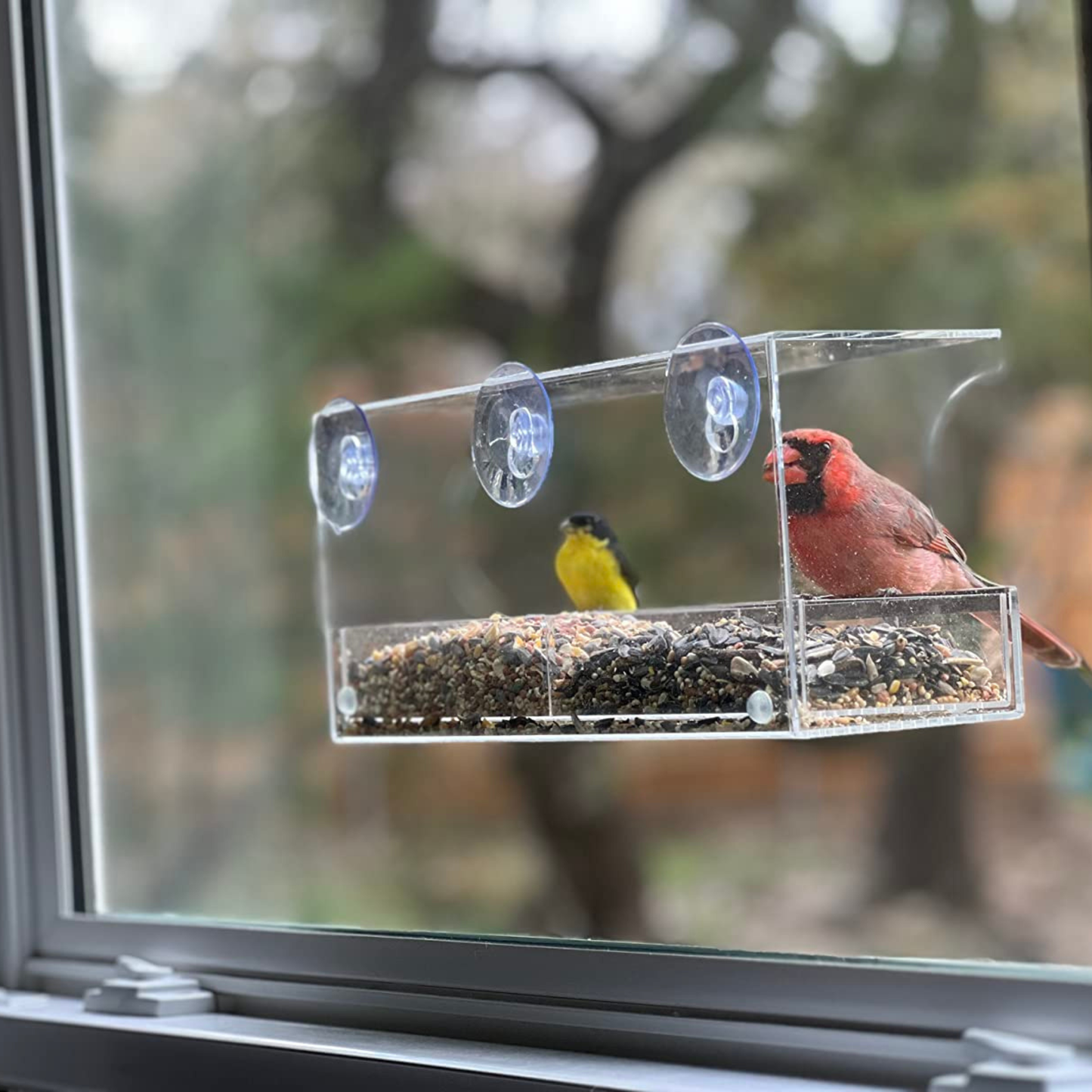 Window Bird Feeder with Strong Suction Cups and Seed Tray