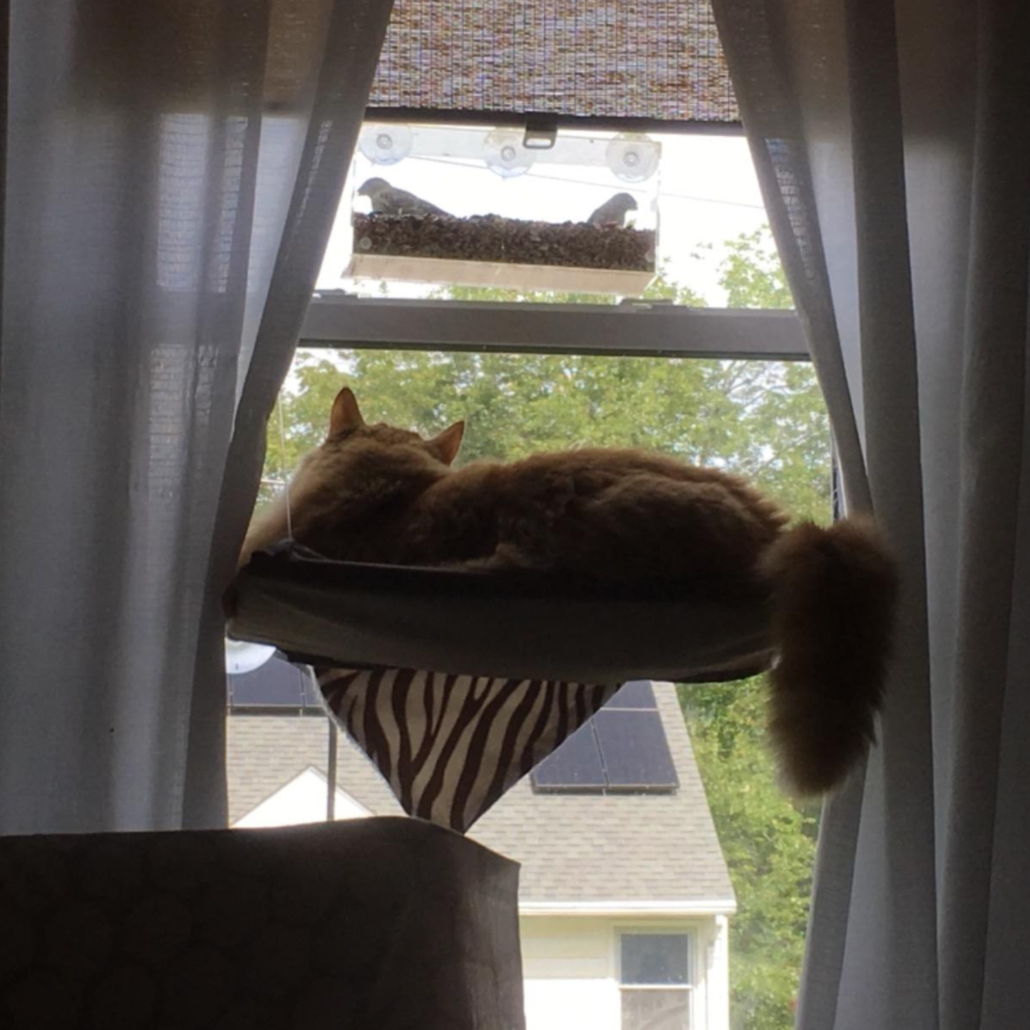 Window Bird Feeder with Strong Suction Cups and Seed Tray