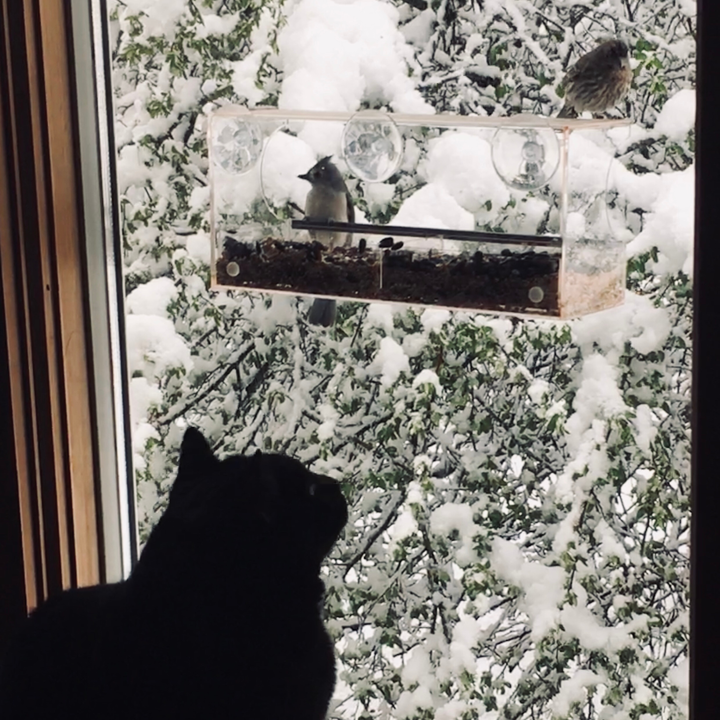 Window Bird Feeder with Strong Suction Cups and Seed Tray