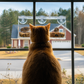 The Cat TV Starter Kit