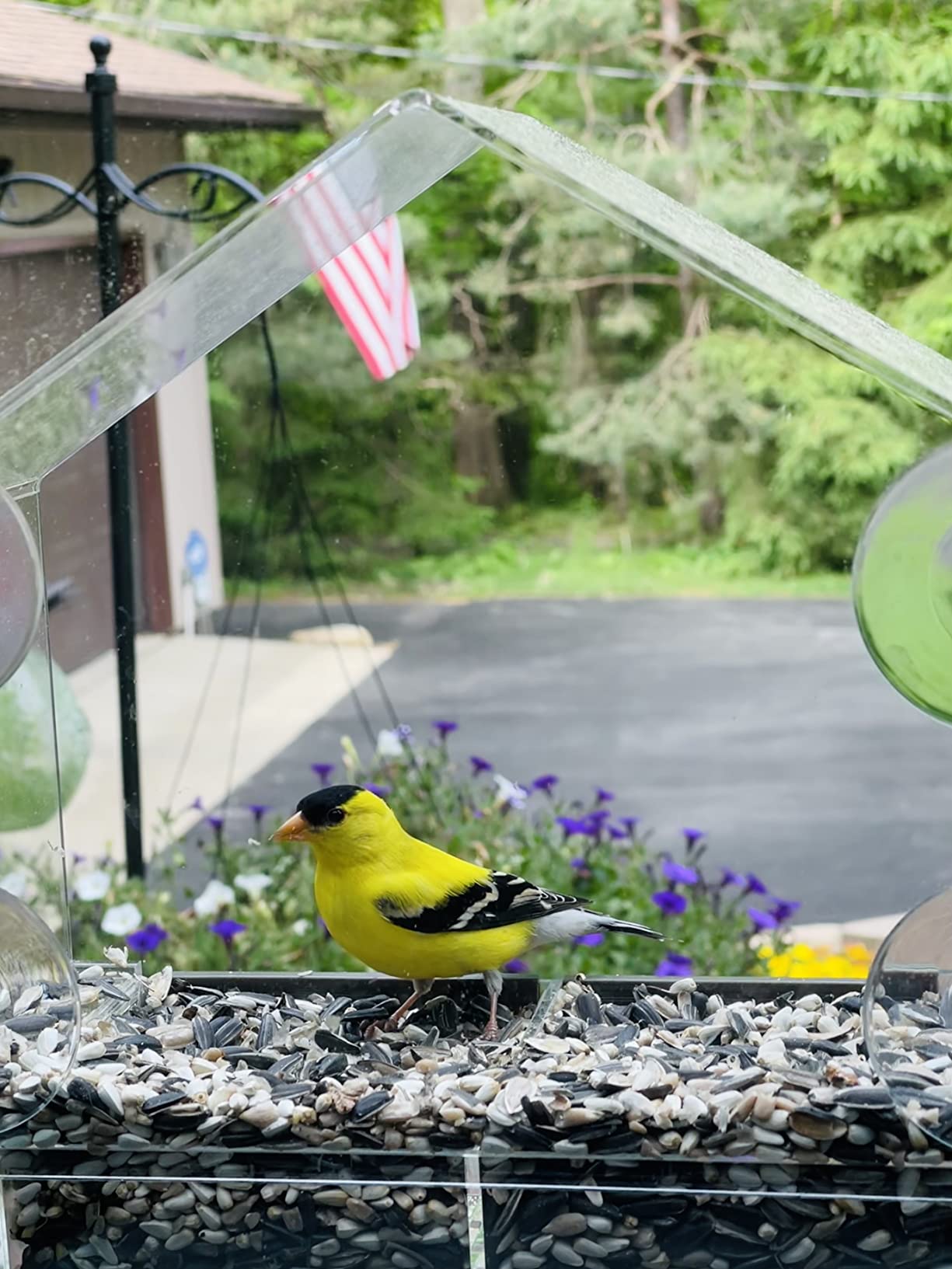 A bright yellow goldfinch visiting a window feeder