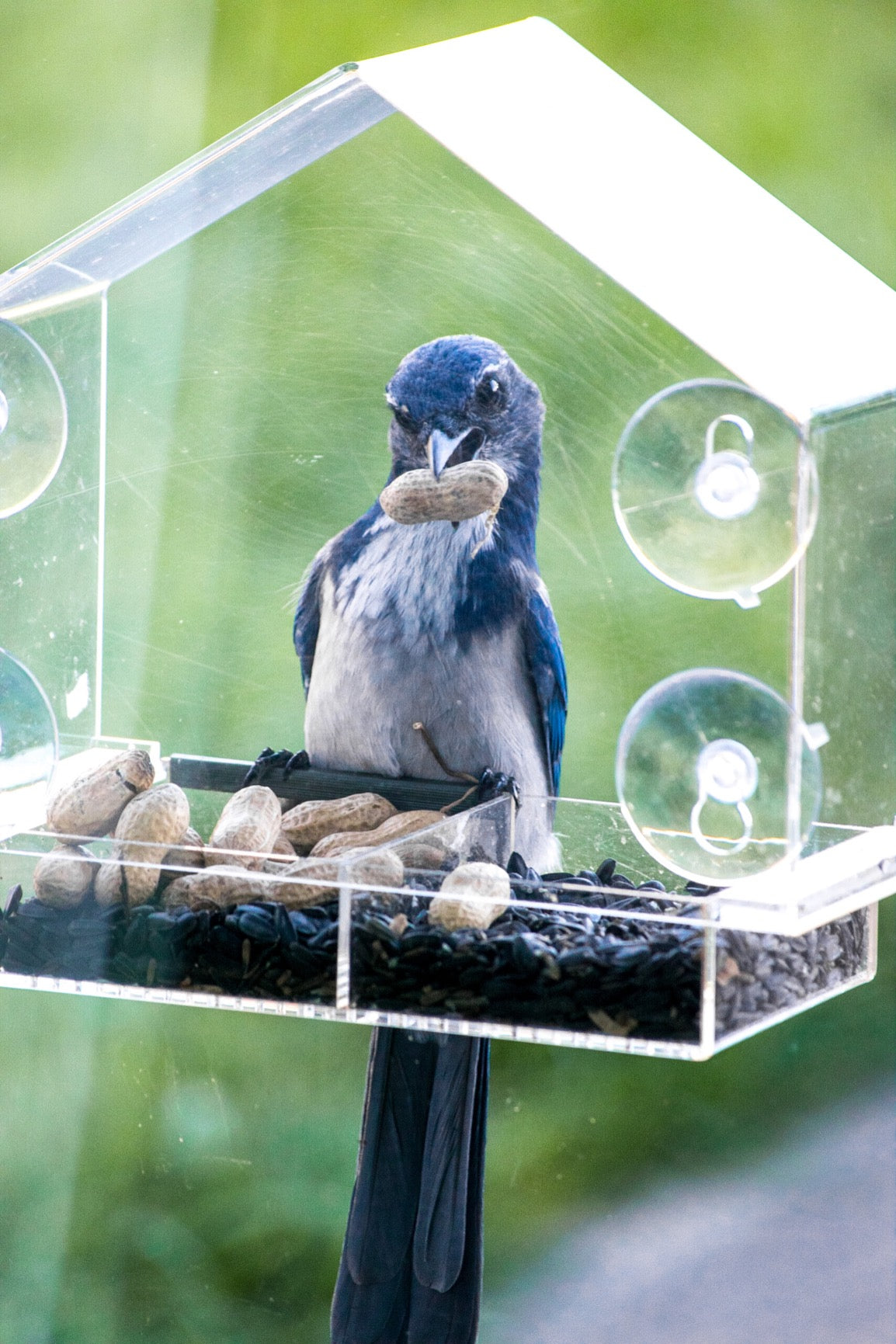 Blue jay holding a peanut at a House window feeder