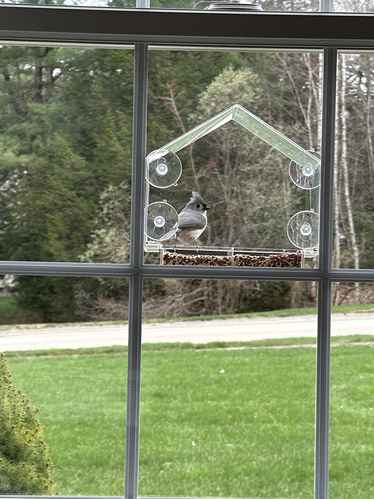 Titmouse at a House feeder seen through the window