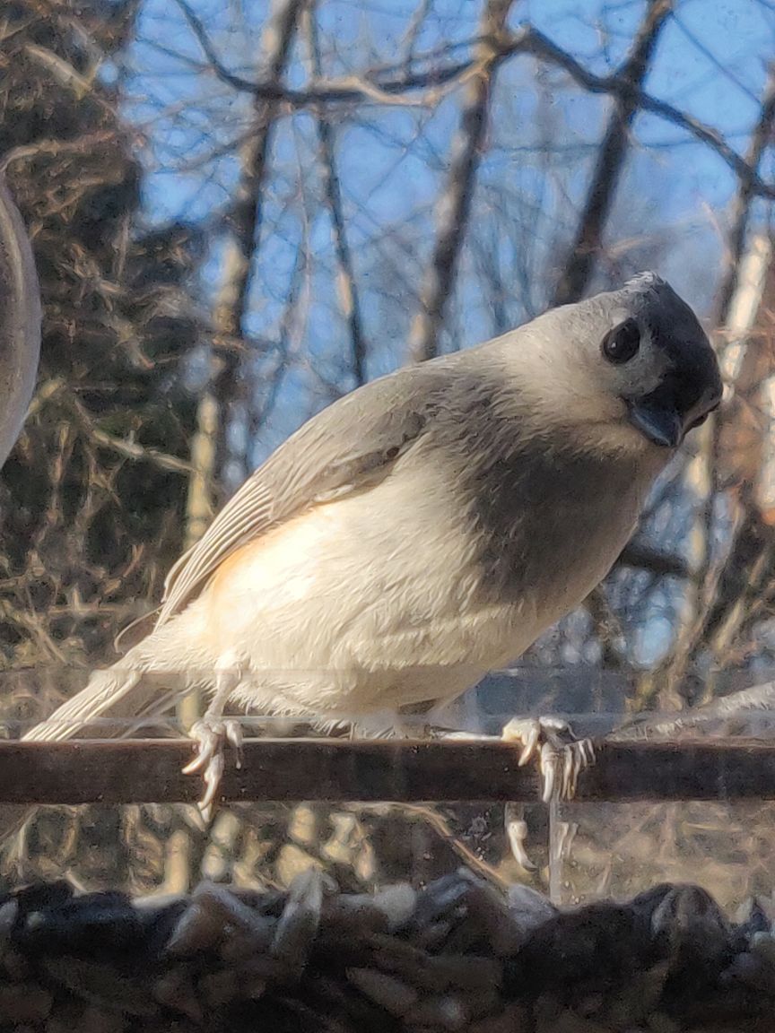 A curious tufted titmouse perched at the window feeder