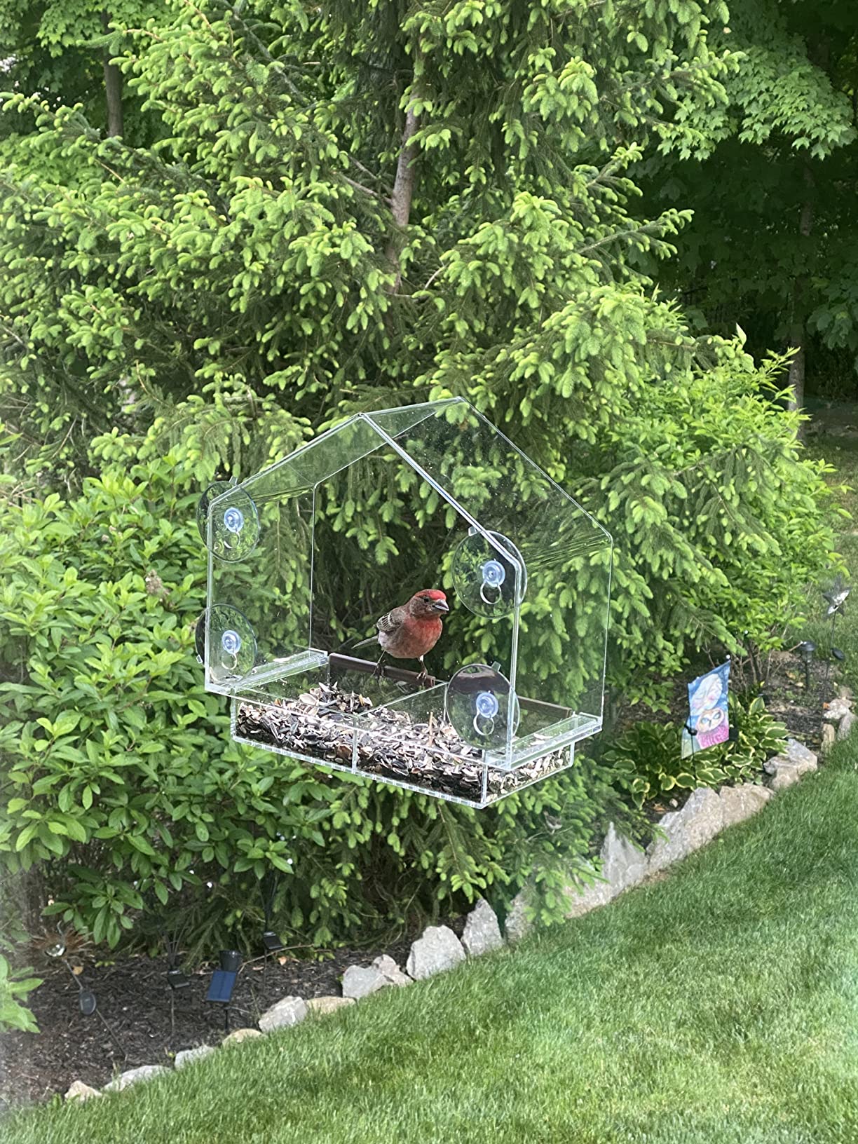 House feeder mounted on a window against a green garden backdrop